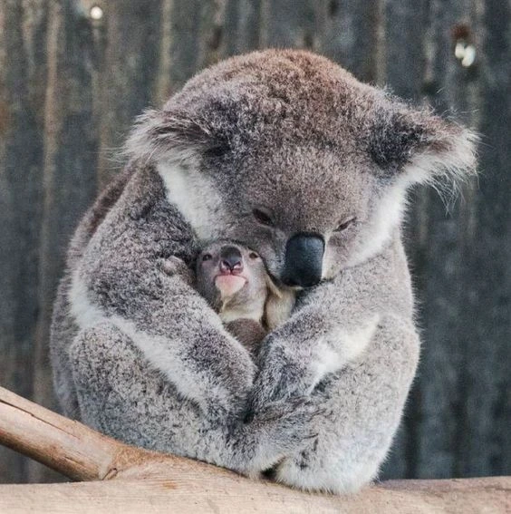 Koala Parenting Exploring Their Unique Style and Its Benefits