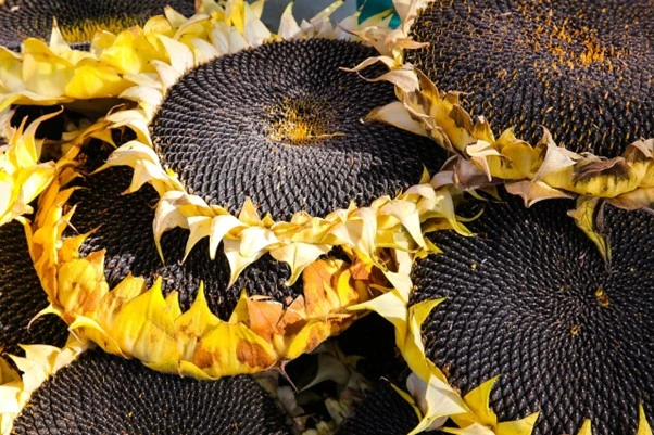 Unlocking the Potential of the Sunflower Oil Industry